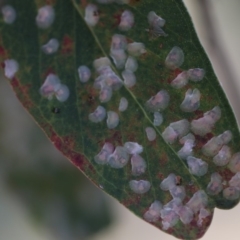 Cardiaspina albitextura (White Lace Lerp) at Scullin, ACT - 31 Dec 2017 by AlisonMilton