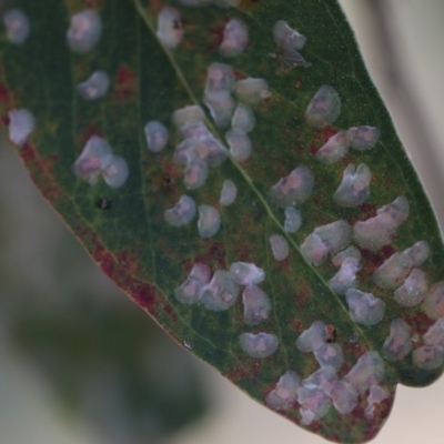 Cardiaspina albitextura (White Lace Lerp) at Scullin, ACT - 31 Dec 2017 by Alison Milton