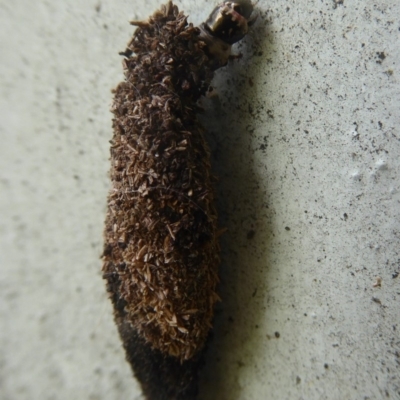 Tineidae (family) (Clothes moths (Tineidae)) at Flynn, ACT - 30 Dec 2017 by Christine