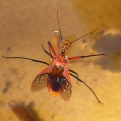 Gminatus australis (Orange assassin bug) at Flynn, ACT - 30 Dec 2017 by Christine