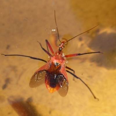 Gminatus australis (Orange assassin bug) at Flynn, ACT - 29 Dec 2017 by Christine