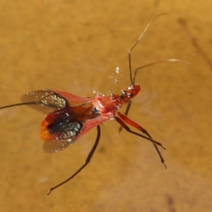 Gminatus australis at Flynn, ACT - 30 Dec 2017