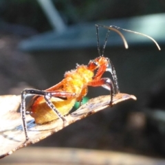 Gminatus australis at Flynn, ACT - 30 Dec 2017 12:00 AM