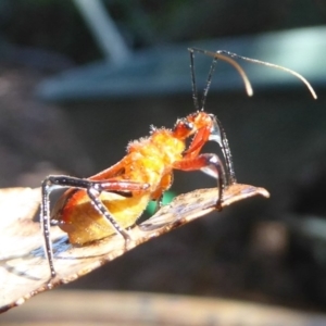 Gminatus australis at Flynn, ACT - 30 Dec 2017