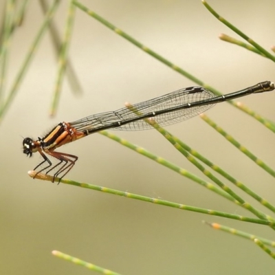 Nososticta solida (Orange Threadtail) at Bullen Range - 27 Dec 2017 by JohnBundock