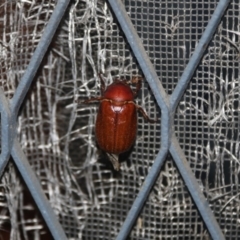 Antitrogus morbillosus (Tableland pasture scarab) at Higgins, ACT - 31 Dec 2017 by AlisonMilton