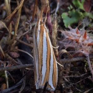 Hednota bivittella at Googong, NSW - 30 Dec 2017