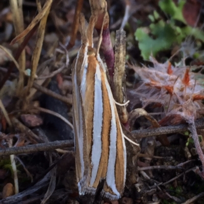 Hednota bivittella (A Crambid moth (Crambinae) at Googong, NSW - 30 Dec 2017 by Wandiyali