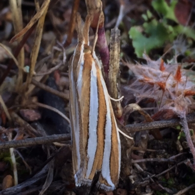 Hednota bivittella (Webworm) at QPRC LGA - 29 Dec 2017 by Wandiyali