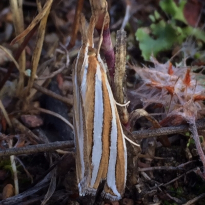 Hednota bivittella (Webworm) at Wandiyali-Environa Conservation Area - 29 Dec 2017 by Wandiyali