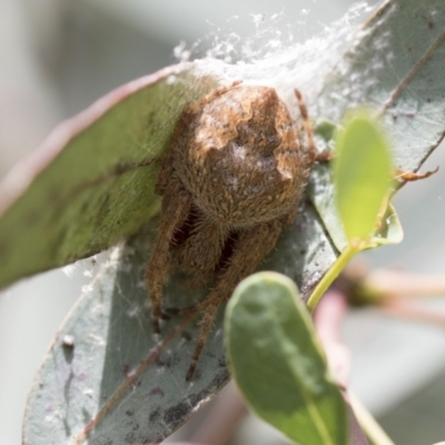 Hortophora sp. (genus) (Garden orb weaver) at Scullin, ACT - 31 Dec 2017 by Alison Milton