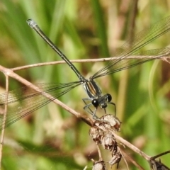 Austroargiolestes icteromelas (Common Flatwing) at Bullen Range - 27 Dec 2017 by JohnBundock