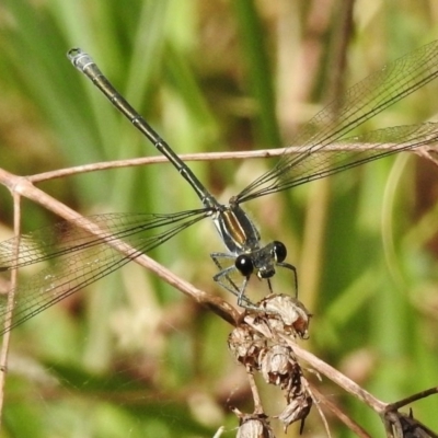 Austroargiolestes icteromelas (Common Flatwing) at Bullen Range - 27 Dec 2017 by JohnBundock