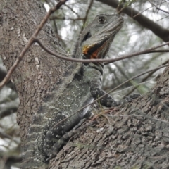 Intellagama lesueurii howittii (Gippsland Water Dragon) at Pine Island to Point Hut - 27 Dec 2017 by JohnBundock