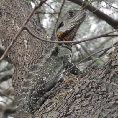 Intellagama lesueurii howittii (Gippsland Water Dragon) at Pine Island to Point Hut - 27 Dec 2017 by JohnBundock