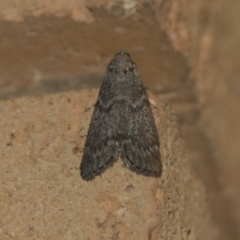 Heteromicta pachytera (Galleriinae subfamily moth) at Higgins, ACT - 31 Dec 2017 by AlisonMilton