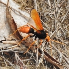 Cryptocheilus bicolor (Orange Spider Wasp) at Greenway, ACT - 28 Dec 2017 by JohnBundock