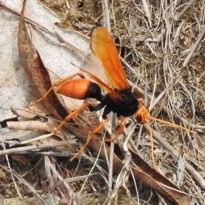 Cryptocheilus bicolor (Orange Spider Wasp) at Pine Island to Point Hut - 28 Dec 2017 by JohnBundock