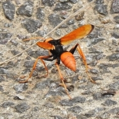 Cryptocheilus bicolor at Greenway, ACT - 28 Dec 2017 11:04 AM