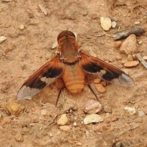 Manjua paralutea at Uriarra Village, ACT - 29 Dec 2017