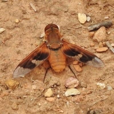 Manjua paralutea (A bee fly) at Uriarra Village, ACT - 29 Dec 2017 by JohnBundock