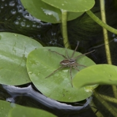 Pisauridae sp. (family) (Water spider) at Higgins, ACT - 28 Dec 2017 by Alison Milton
