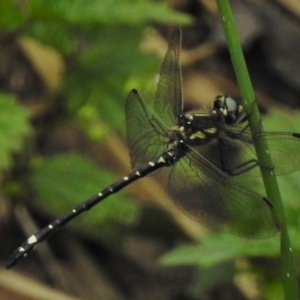 Eusynthemis brevistyla at Paddys River, ACT - 29 Dec 2017