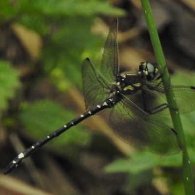 Eusynthemis brevistyla (Small Tigertail) at Paddys River, ACT - 29 Dec 2017 by JohnBundock