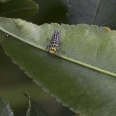 Illeis galbula (Fungus-eating Ladybird) at Higgins, ACT - 28 Dec 2017 by AlisonMilton