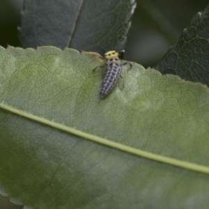 Illeis galbula at Higgins, ACT - 29 Dec 2017 07:55 AM