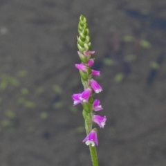 Spiranthes australis (Austral Ladies Tresses) at Tidbinbilla Nature Reserve - 31 Dec 2017 by JohnBundock