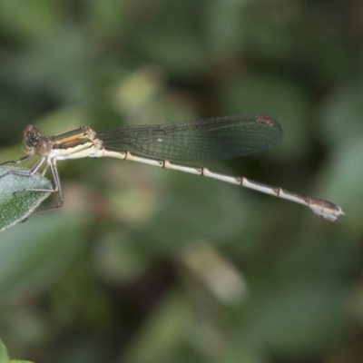 Austrolestes analis (Slender Ringtail) at Higgins, ACT - 28 Dec 2017 by AlisonMilton