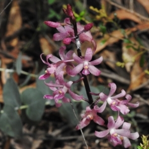 Dipodium roseum at Paddys River, ACT - 31 Dec 2017