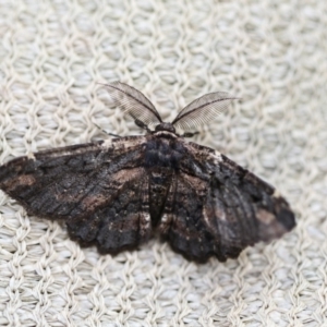 Pholodes sinistraria at Higgins, ACT - 29 Dec 2017 08:48 AM