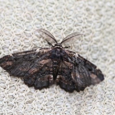 Pholodes sinistraria (Sinister or Frilled Bark Moth) at Higgins, ACT - 28 Dec 2017 by Alison Milton