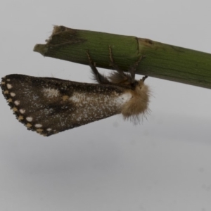 Epicoma contristis at Higgins, ACT - 29 Dec 2017