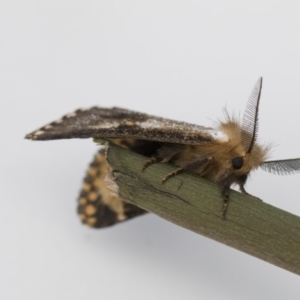 Epicoma contristis at Higgins, ACT - 29 Dec 2017