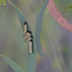 Paropsisterna cloelia (Eucalyptus variegated beetle) at Scullin, ACT - 27 Dec 2017 by Alison Milton