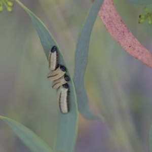 Paropsisterna cloelia at Scullin, ACT - 27 Dec 2017