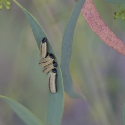 Paropsisterna cloelia (Eucalyptus variegated beetle) at Scullin, ACT - 27 Dec 2017 by AlisonMilton