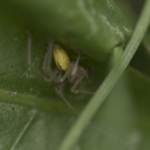 Cheiracanthium sp. (genus) at Higgins, ACT - 19 Dec 2017