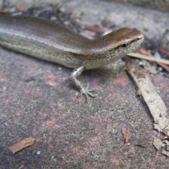 Lampropholis delicata (Delicate Skink) at Kambah, ACT - 30 Dec 2017 by MatthewFrawley