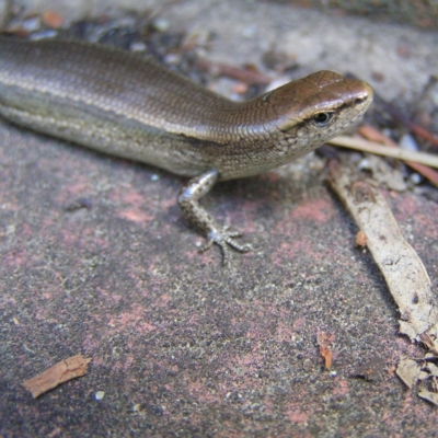 Lampropholis delicata (Delicate Skink) at Kambah, ACT - 30 Dec 2017 by MatthewFrawley