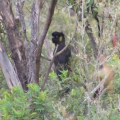 Zanda funerea (Yellow-tailed Black-Cockatoo) at Booth, ACT - 31 Dec 2017 by MatthewFrawley