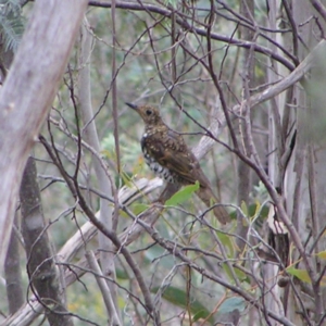 Zoothera lunulata at Booth, ACT - 31 Dec 2017 09:33 AM