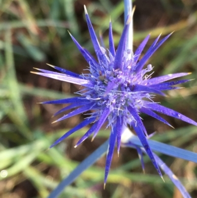 Eryngium ovinum (Blue Devil) at Googong, NSW - 1 Jan 2018 by Wandiyali