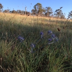 Eryngium ovinum at Googong, NSW - 2 Jan 2018 07:17 AM