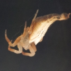 Arachnura higginsi (Scorpion-tailed Spider) at Spence, ACT - 1 Jan 2018 by JudithRoach