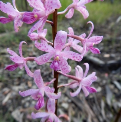Dipodium roseum (Rosy Hyacinth Orchid) at Cook, ACT - 20 Dec 2017 by CathB