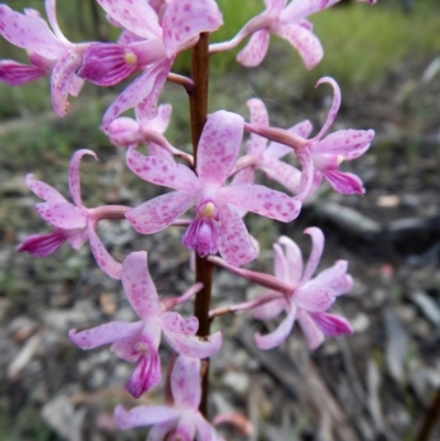 Dipodium roseum (Rosy Hyacinth Orchid) at Cook, ACT - 21 Dec 2017 by CathB